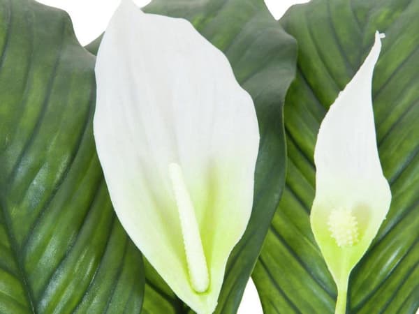 EUROPALMS Spathiphyllum deluxe, kunstig, 83 cm (82505662)