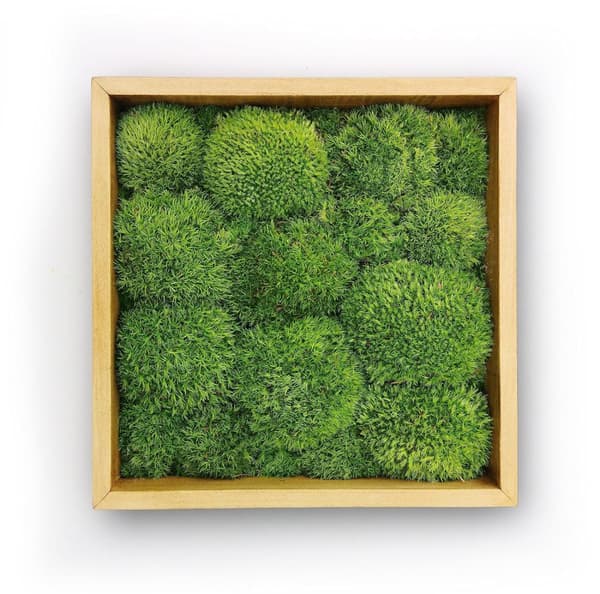 Moss Billeddekorationer Stue Soveværelse Badeværelse Vægdekoration Væg Grønne Planter Mos 30 x 30 cm Moss Kugle Grøn