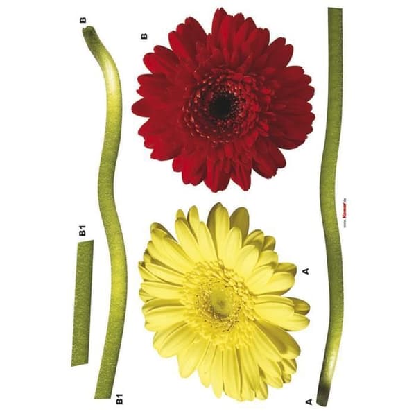 Gerbera, Väggdekal - 50x70 cm
