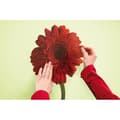 Miniatyrbild 2 av 4: Gerbera, Väggdekal - 50x70 cm