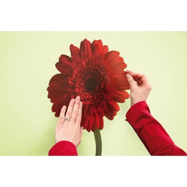 Gerbera, Väggdekal - 50x70 cm