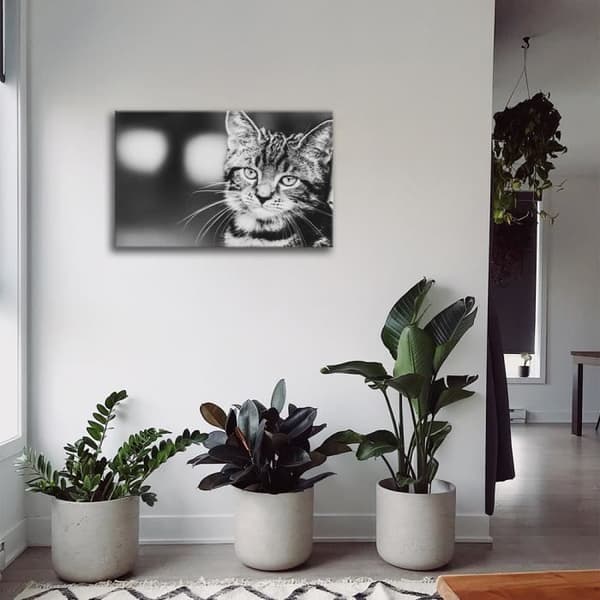 Legendarte - Målning, Tryck på duk - Feline Expression cm. 60x90