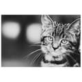 Miniatyrbild 1 av 4: Legendarte - Målning, Tryck på duk - Feline Expression cm. 60x90