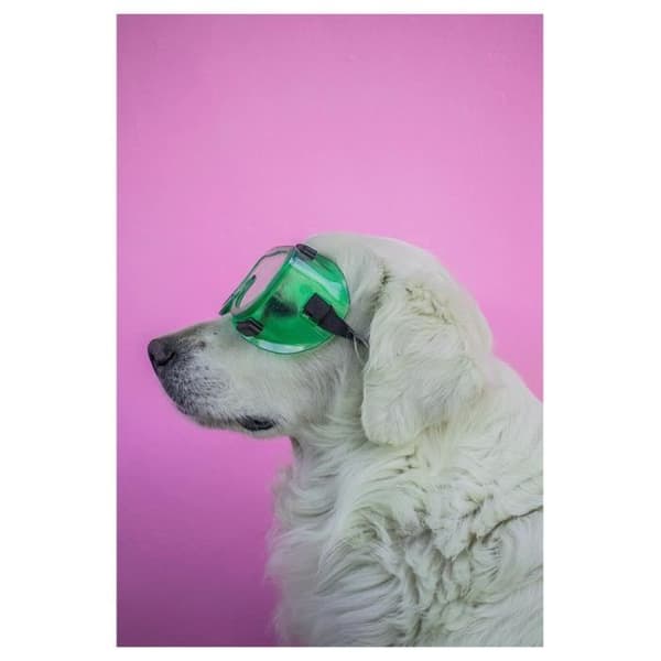 Målning, Canvastryck - Hund med skyddsglasögon - Väggdekoration - 40x60cm