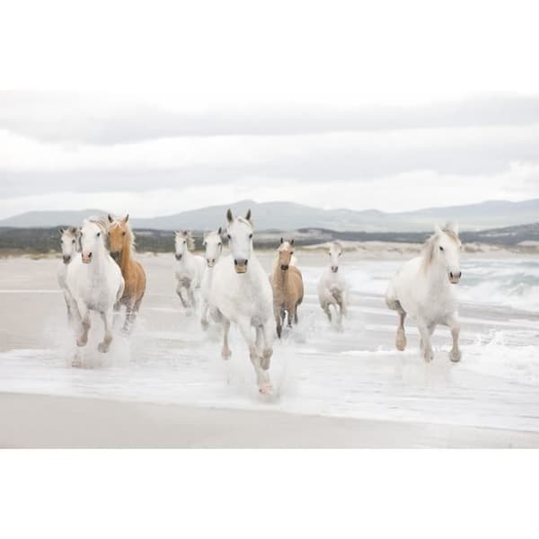 White Horses Fotomural - 368 x 254 cm