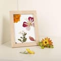 Miniatyrbild 3 av 4: Ramar i trä för herbarium 13 x 17 cm