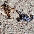 Miniatyrbillede 2 af 2: Titanium labret scorpion ørering - sølv 1,2/6