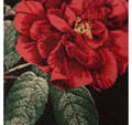 Miniatyrbild 2 av 3: Kudde HOLLY ROSE 45x45cm