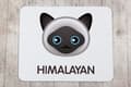 Miniatyrbild 4 av 5: Himalayan mus vadderar vid Art-Dog