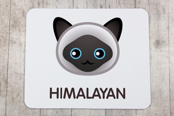 Himalayan mus vadderar vid Art-Dog