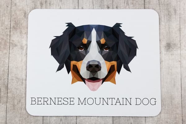 Berner Sennenhund, Berner Sennenhund - geometrisk pude med foto og inskription til Art-Dog musen