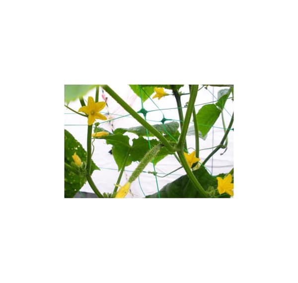 PLANTENETT 8g/m2 15x17cm 1,7x100m