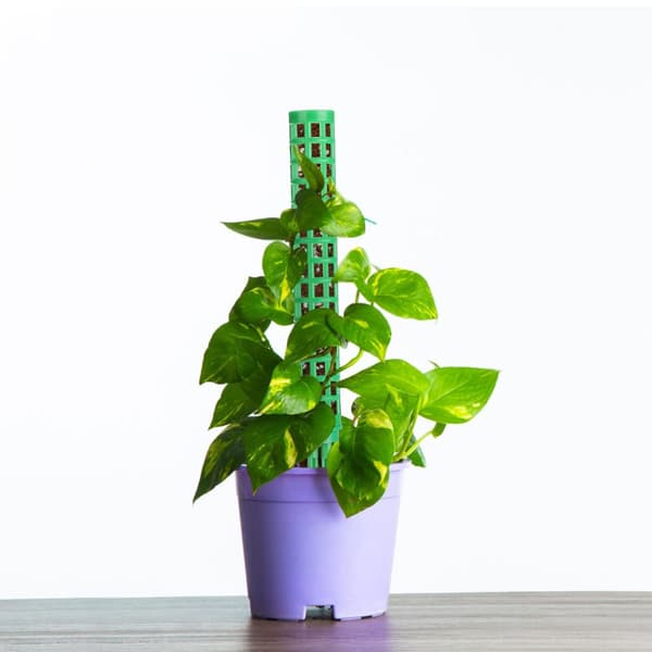 INF Mosestenger for klatreplanter
