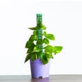 Miniatyrbilde 4 av 5: INF Mosestenger for klatreplanter