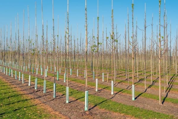Bambukepit, bambu sauvat 105 cm 8/10 mm /25 kpl/