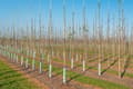 Pikkukuva 6 / 11: Bambukepit, bambu sauvat 150 cm 20/22 mm /10 kpl/