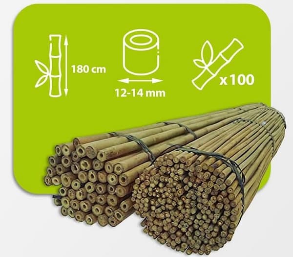 Bambusstænger 180 cm 12/14 mm /100 stk/