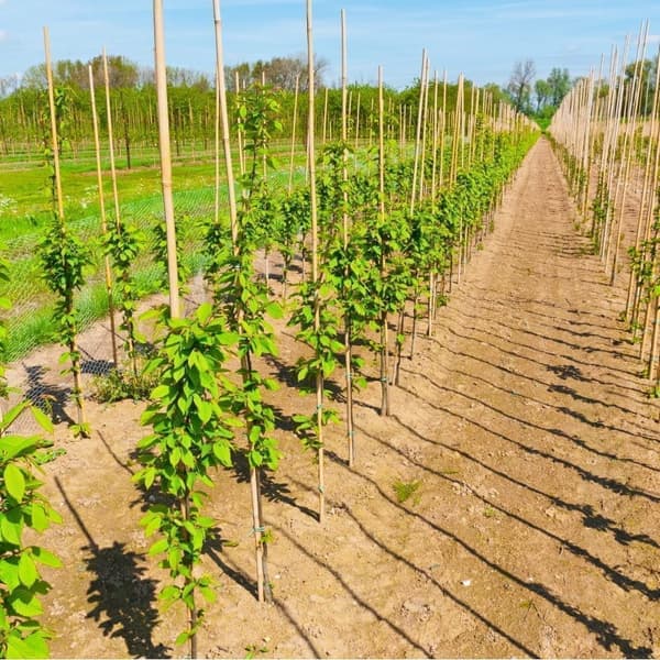 Bambukepit, bambu sauvat 194 cm 16/18 mm 100 kpl/