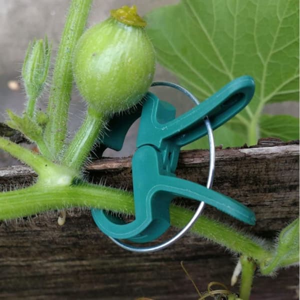 Växtklämmor / Klämmor för Plantstöd Spaljé 50-pack