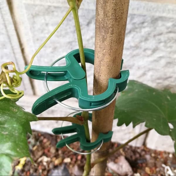 Växtklämmor / Klämmor för Plantstöd Spaljé 50-pack
