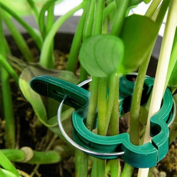 Växtklämmor / Klämmor för Plantstöd Spaljé 50-pack
