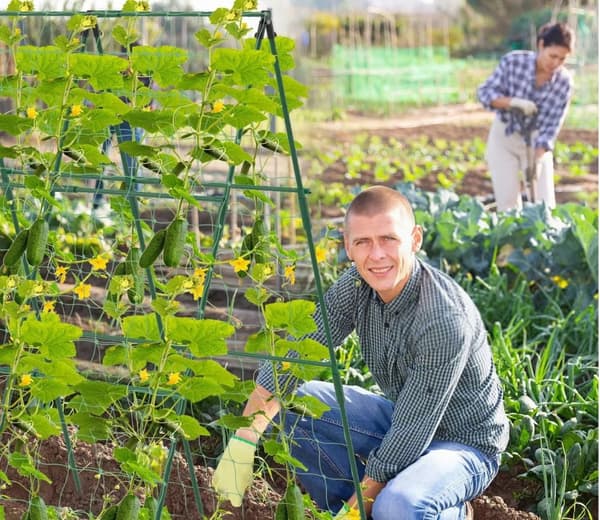 Stel til klatreplanter XXL Støtte til agurker tomatplanter 120x80