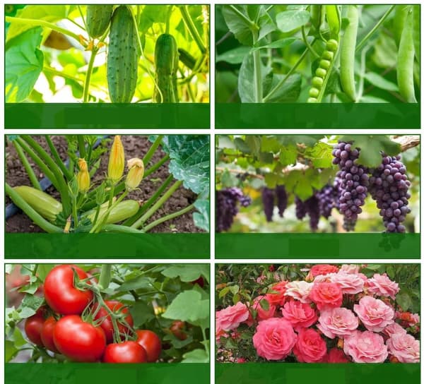 Stel til klatreplanter XXL Støtte til agurker tomatplanter 120x80