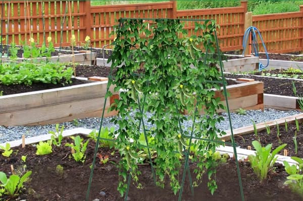 Stel til klatreplanter XXL Støtte til agurker tomatplanter 120x80