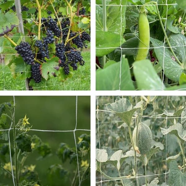 Stel til klatreplanter XXL Støtte til agurker tomatplanter 120x80
