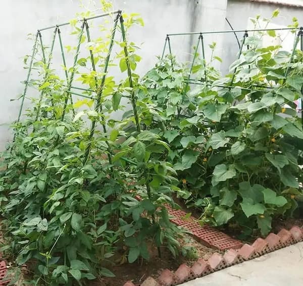 Plantebur med net til tomater, agurker og bønner – planteunderstøttelse 150 x 150 cm