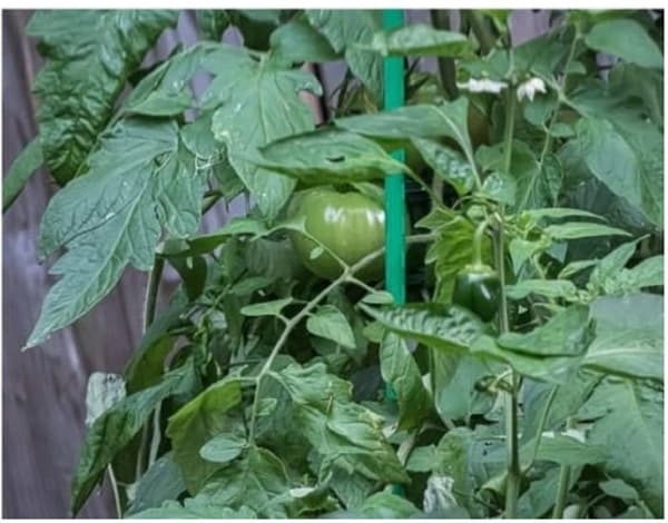Metalpinde til tomater og planter – 50 stk, 90 cm havestøtter, vejrbestandige og grønne