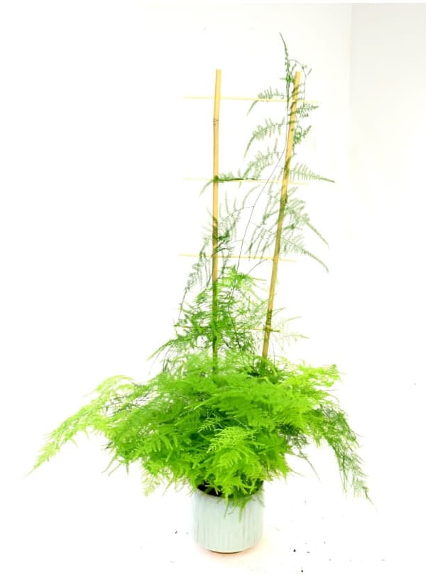 Bambusspaljé 150 cm – 10-pack klätterstöd av naturmaterial för växter, balkong & trädgård