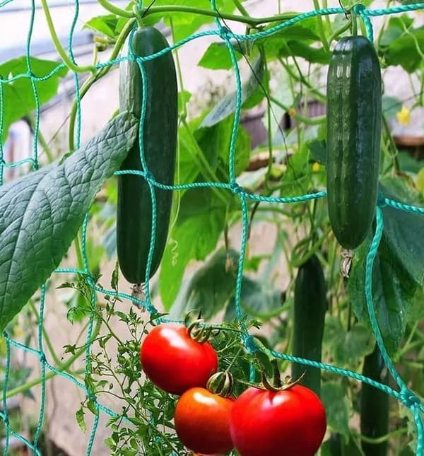 Plantebur med net til tomater, agurker og bønner – planteunderstøttelse 180 x 360 cm