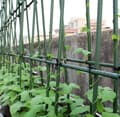 Miniatyrbillede 4 af 10: Plantebur med net til tomater, agurker og bønner – planteunderstøttelse 180 x 360 cm