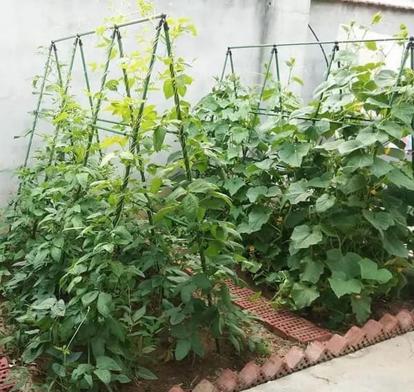 Plantebur med net til tomater, agurker og bønner – planteunderstøttelse 180 x 360 cm