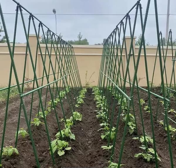 Plantebur med net til tomater, agurker og bønner – planteunderstøttelse 180 x 360 cm