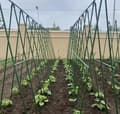 Miniatyrbillede 7 af 10: Plantebur med net til tomater, agurker og bønner – planteunderstøttelse 180 x 360 cm