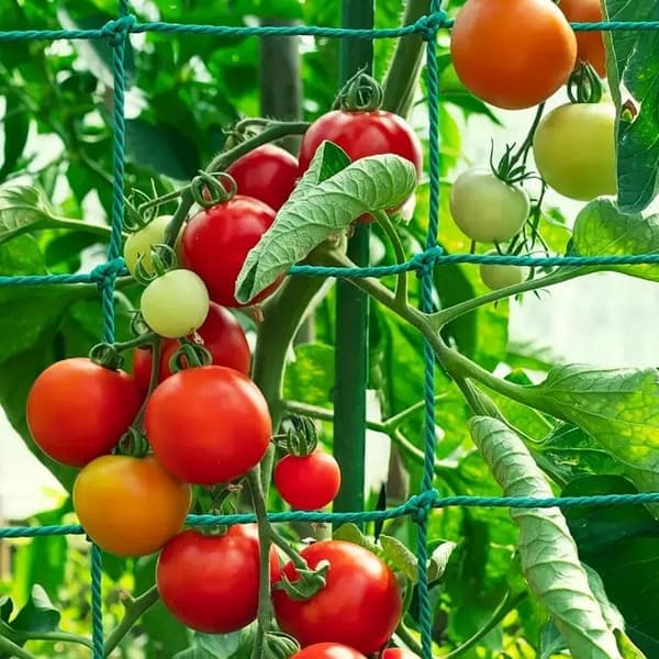 Plantebur med net til tomater, agurker og bønner – planteunderstøttelse 180 x 360 cm