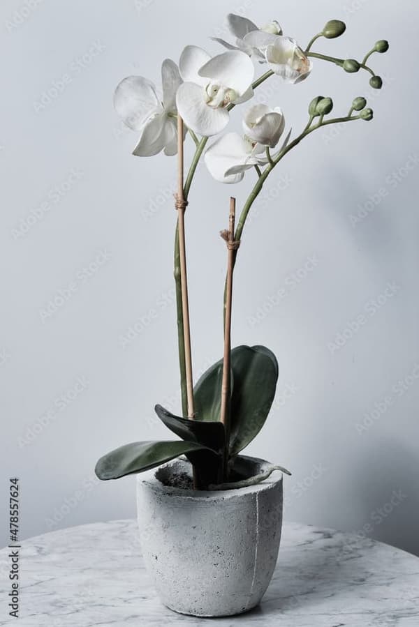Bambuspinde 30 cm Ø4 mm – 10000 stk, til planter, orkidéer og dekoration