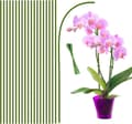 Miniatyrbild 1 av 6: Lollanda Växtstöd/Krukstöd - Stöd för Växter & Blommor - 20-pack  - 40 cm