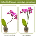 Miniatyrbild 3 av 6: Lollanda Växtstöd/Krukstöd - Stöd för Växter & Blommor - 20-pack  - 40 cm