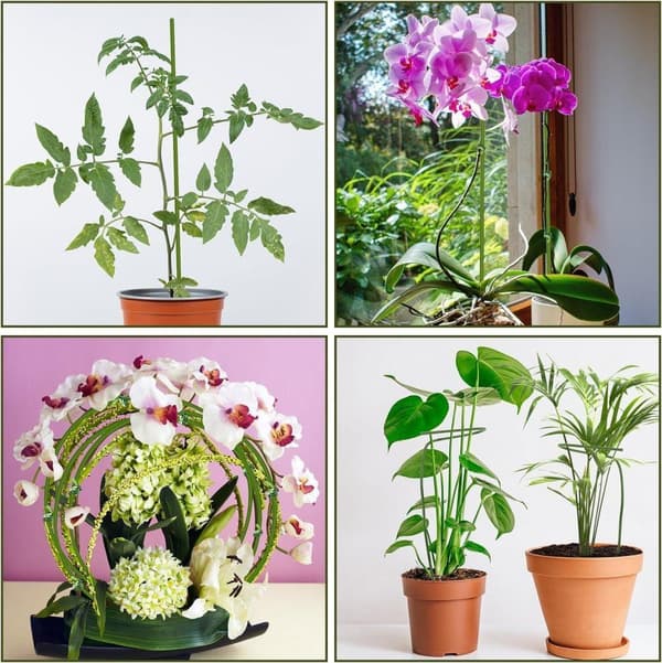 Lollanda Växtstöd/Krukstöd - Stöd för Växter & Blommor - 20-pack  - 40 cm