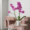 Miniatyrbild 6 av 6: Lollanda Växtstöd/Krukstöd - Stöd för Växter & Blommor - 20-pack  - 40 cm