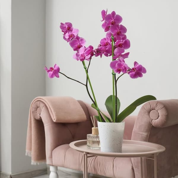 Lollanda Växtstöd/Krukstöd - Stöd för Växter & Blommor - 20-pack  - 40 cm