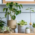 Miniatyrbillede 5 af 6: OBOSOE 4-pak plantestøtte i metal – Guldfarvet klatrestøtte i bikubemønster til potteplanter, blomster og klatreplanter