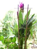 Miniatyrbild 5 av 10: Bambusspaljé 60 cm – 10-pack klätterstöd av naturmaterial för växter, balkong & trädgård