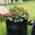Miniatyrbillede 3 af 4: Plantepose 5-pak  30 x3 0 x 35 cm