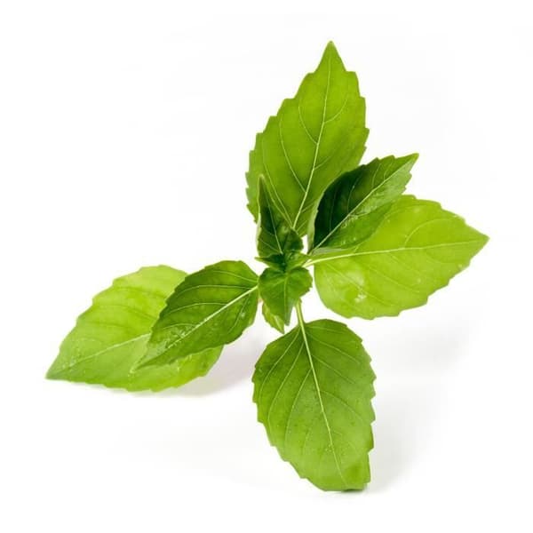 EKOLOGISK Lemon Basil Lingot® - RIKTIGT - Klar att använda påfyllning - Classic, SMART, Connect, Exky®