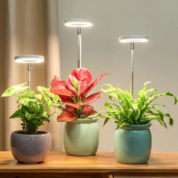 Lollanda Växtlampa / växtbelysning, justerbar höjd, Lampa För Växter med på/av timer (2/4/8 timmar)-lämplig för små växter
