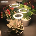 Miniatyrbild 2 av 8: Lollanda USB LED Växtlampa 4000K/ växtbelysning, fullspektrum inomhusväxtlampa - Timer, Justerbar - lämplig för små växter